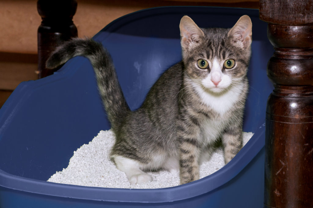 Caring for Your New Kittens SPCA of Northern Virginia