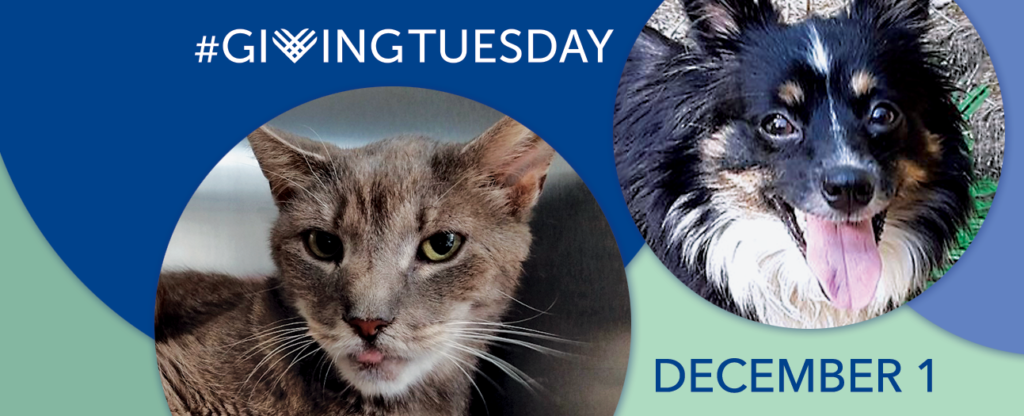 akc westie puppies for sale near me