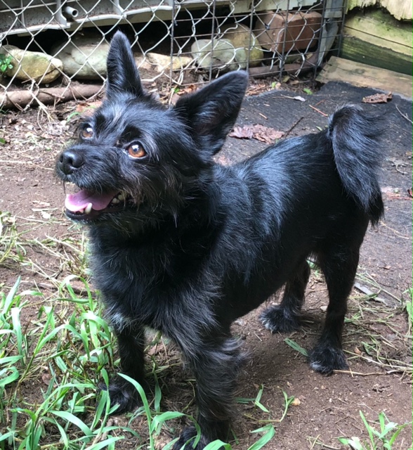 dog-adoption-fair-spca-of-northern-virginia